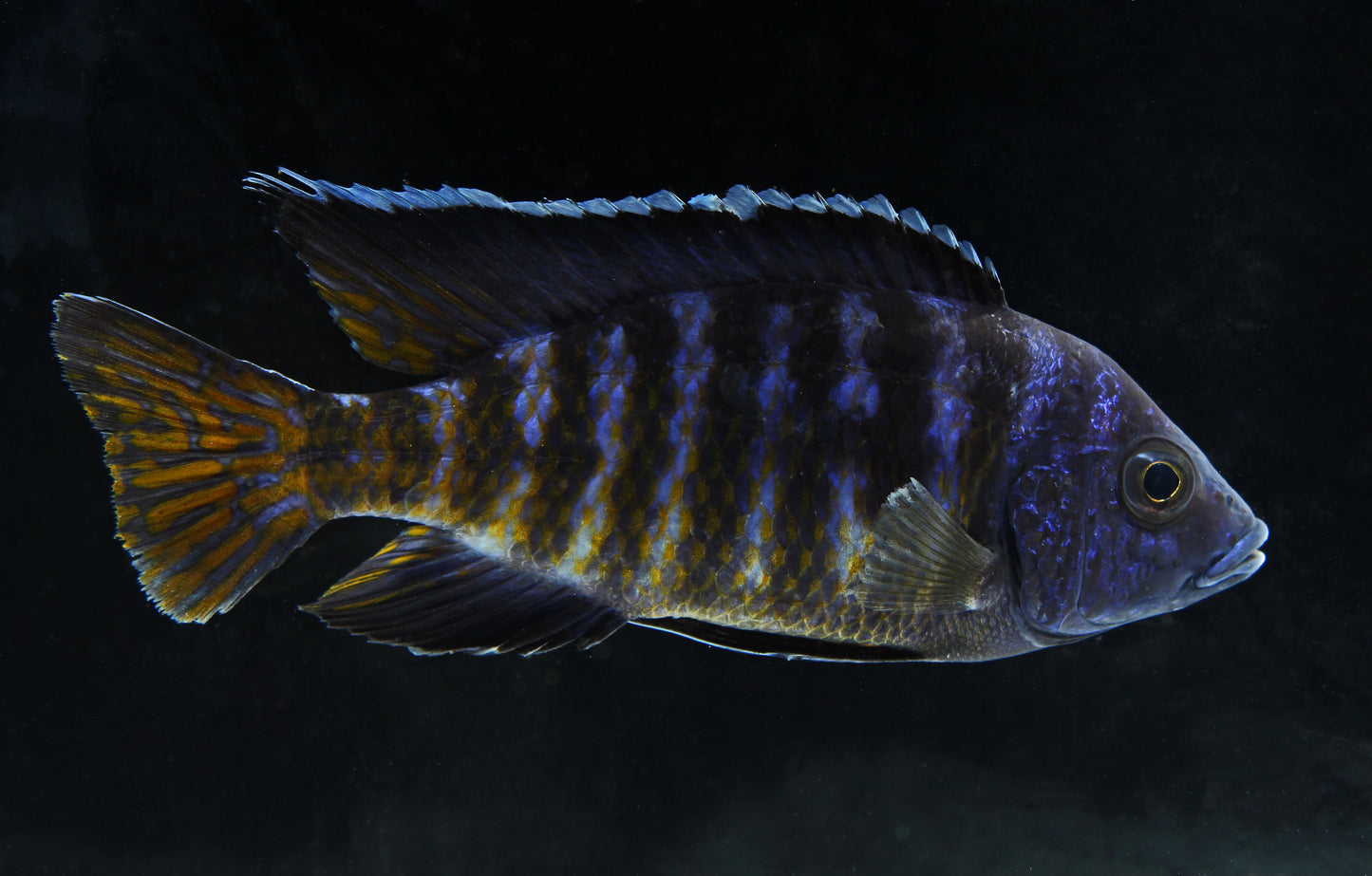 Koningsi Peacock Cichlid Male Large