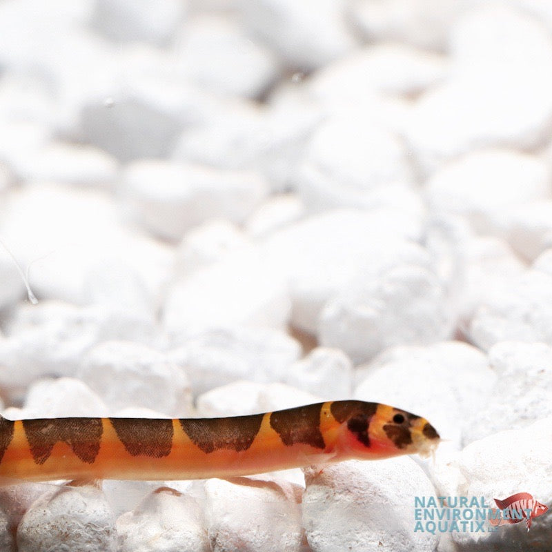 Loach