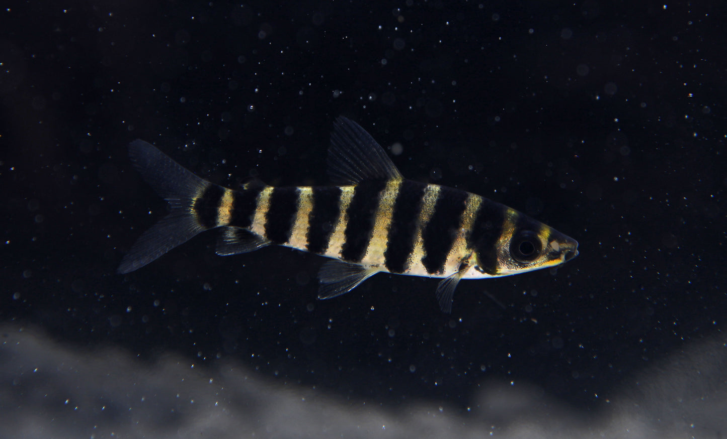 Leporinus Fasciatus