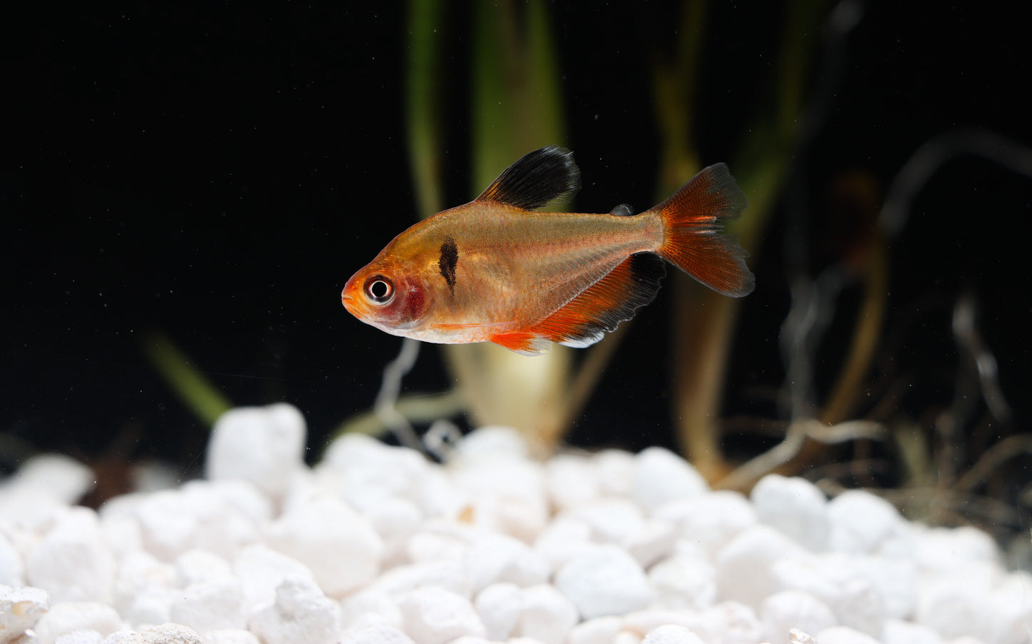 A single gold serpae tetra swimming in a small bowl of water with white aquarium gravel substrate.