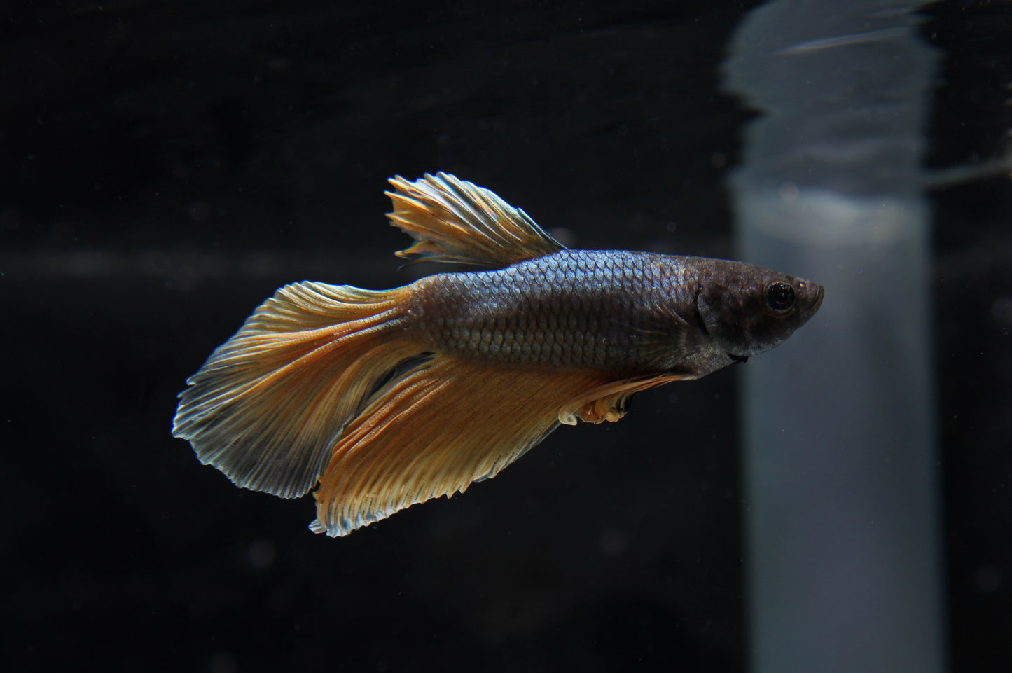 Mustard Gas Betta Fish