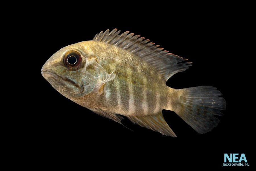 True Parrot Cichlid