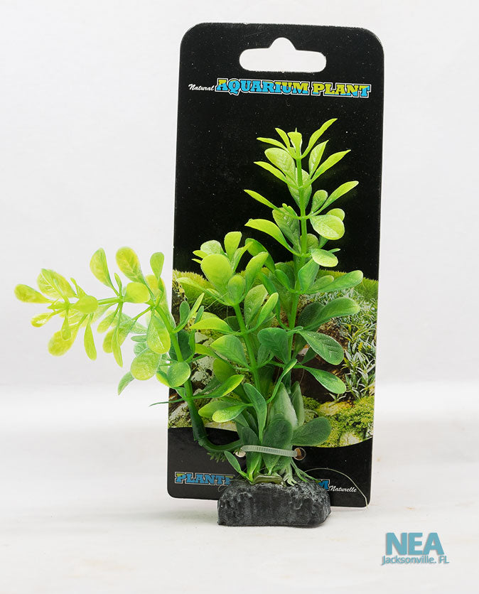money plant for aquarium Underwater Treasures Green Ludwigia 4.5"