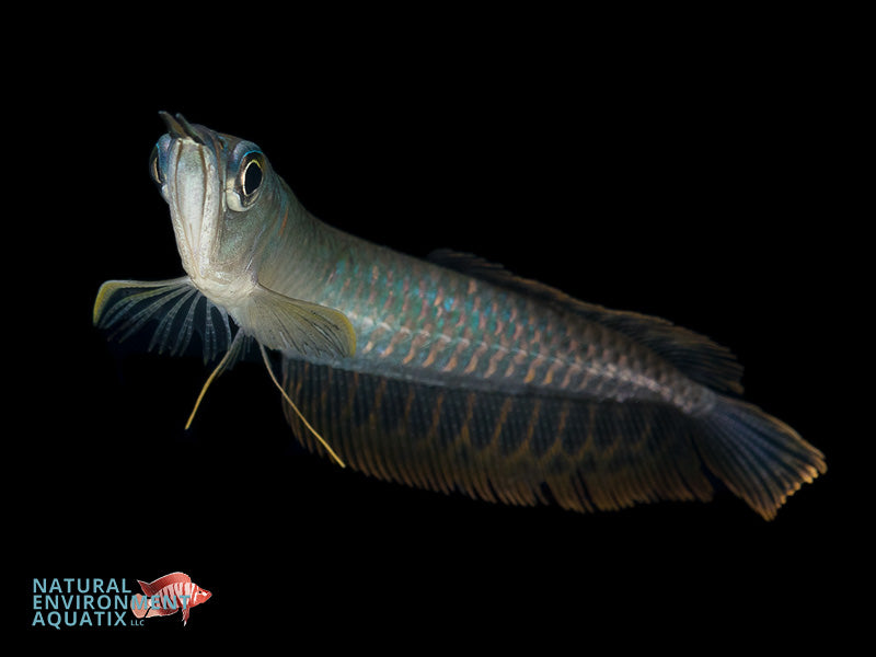 Silver Arowana