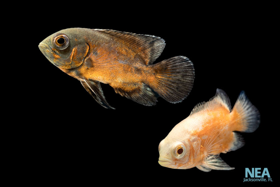 Assorted Oscar Cichlid