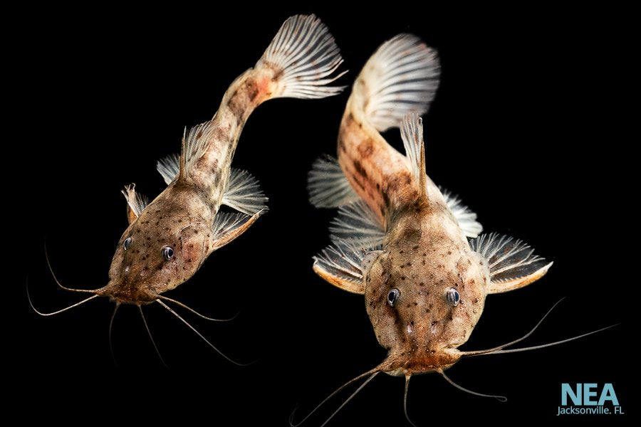 Dwarf Giraffe Catfish