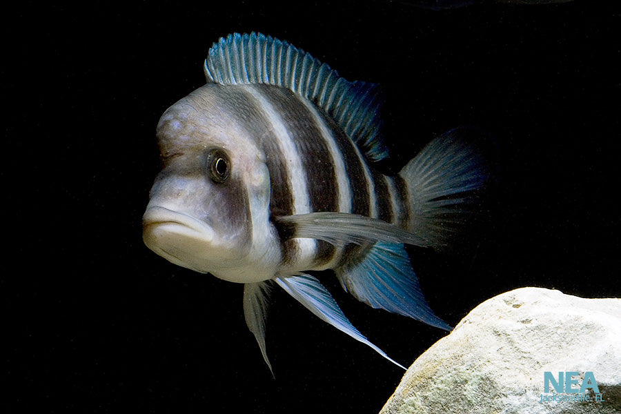 Cyphotilapia Frontosa Cichlid