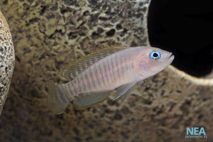 Multifasciatus Cichlid