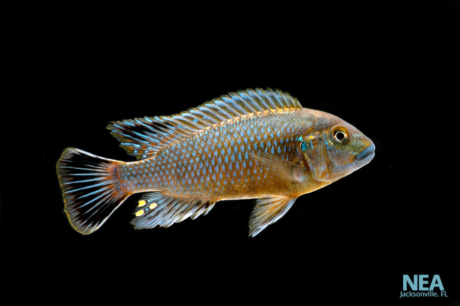 african cichlid