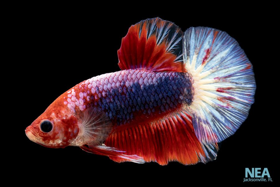 Betta fish