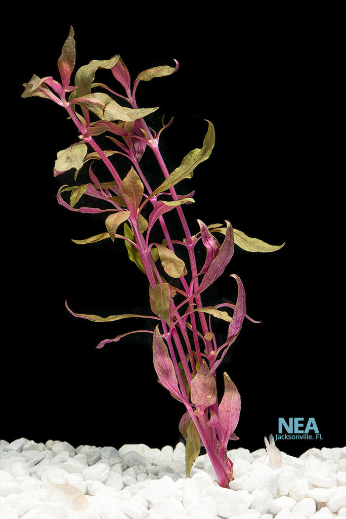 Scarlet Temple Aquatic Plant