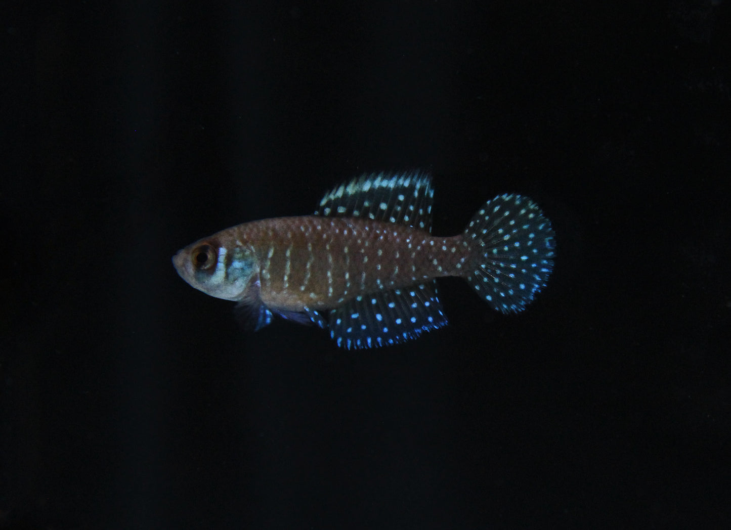 Pearl Killifish PAIR