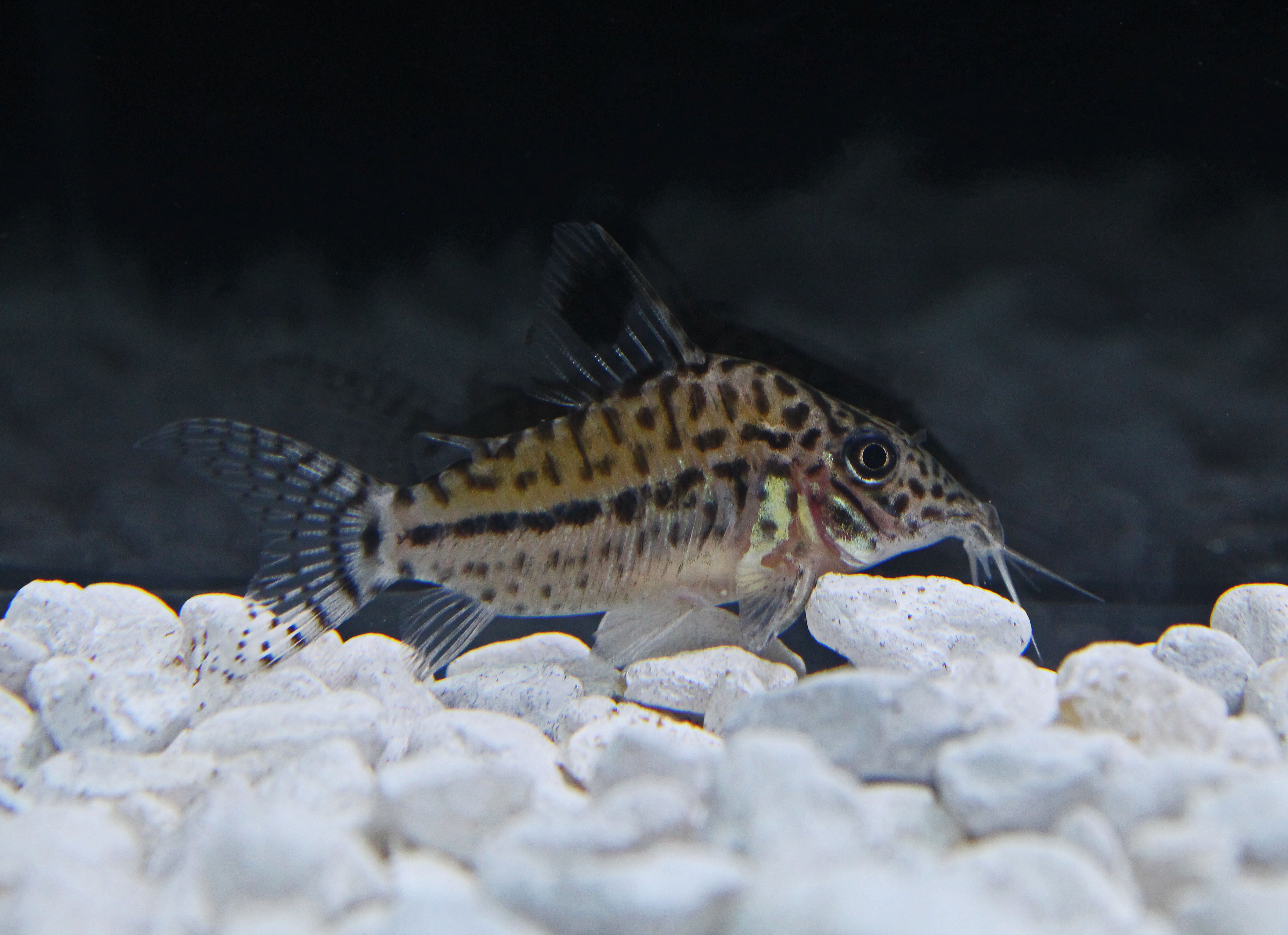 Peru Leopardus Cory Catfish C102