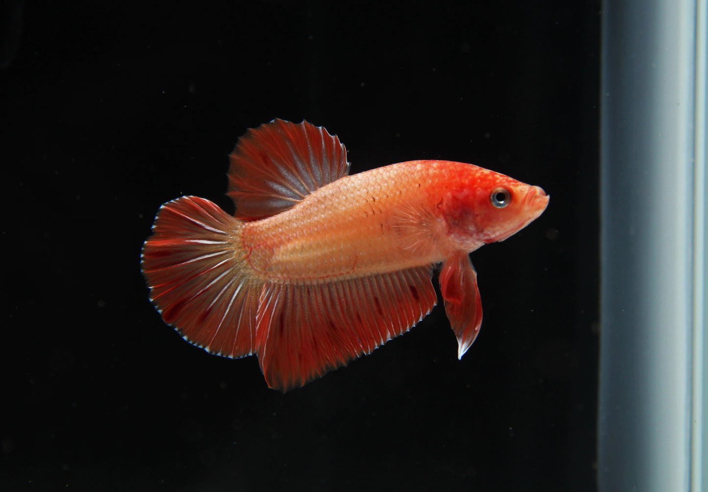 Plakat Armageddon Male Betta Fish