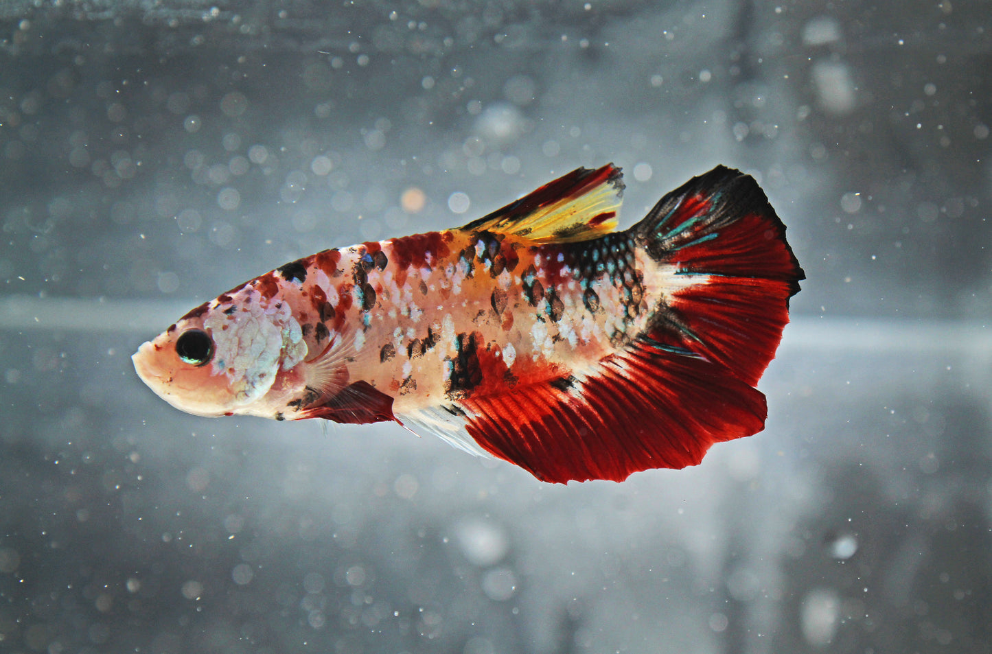 Plakat Koi Betta Fish Male