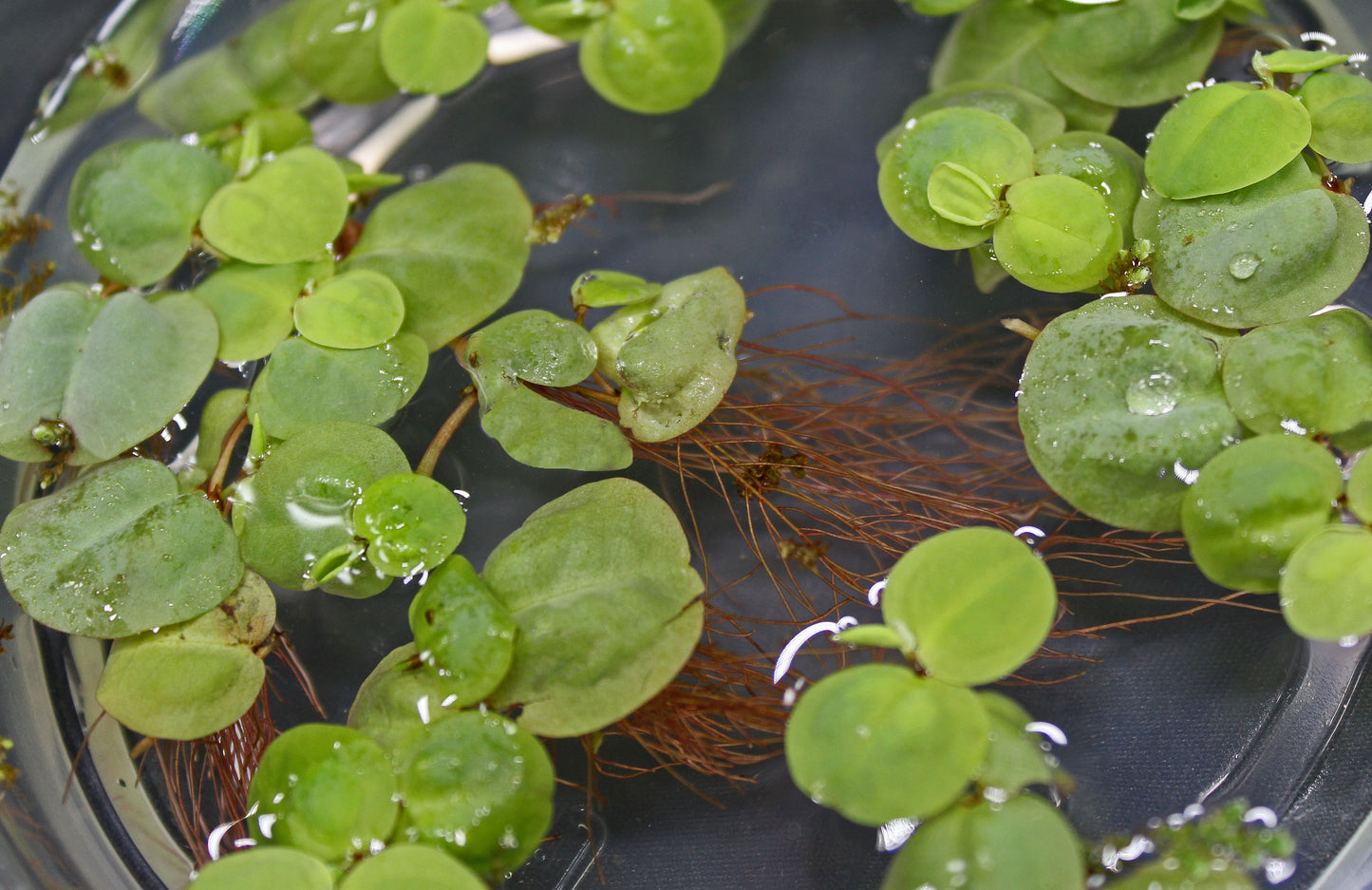 Red Root Floater Aquatic Plant
