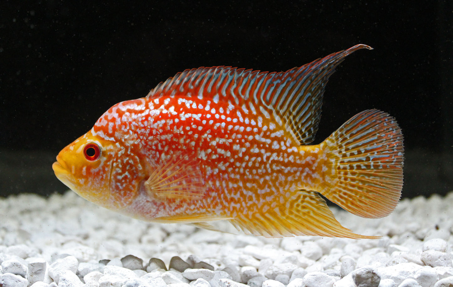 Red Texas Cichlid