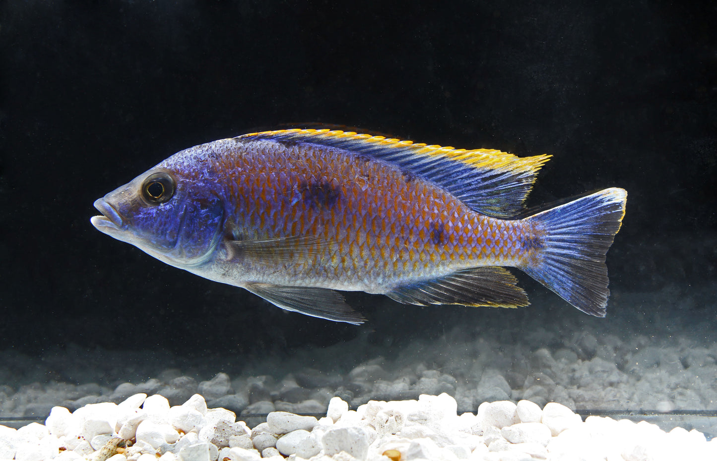 Red Top Aristochromis Male Large Cichlid