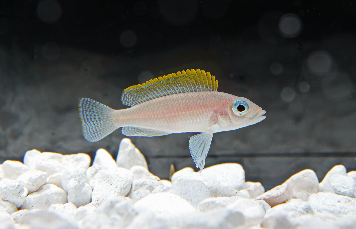 Redfin Caudopunctatus Cichlid