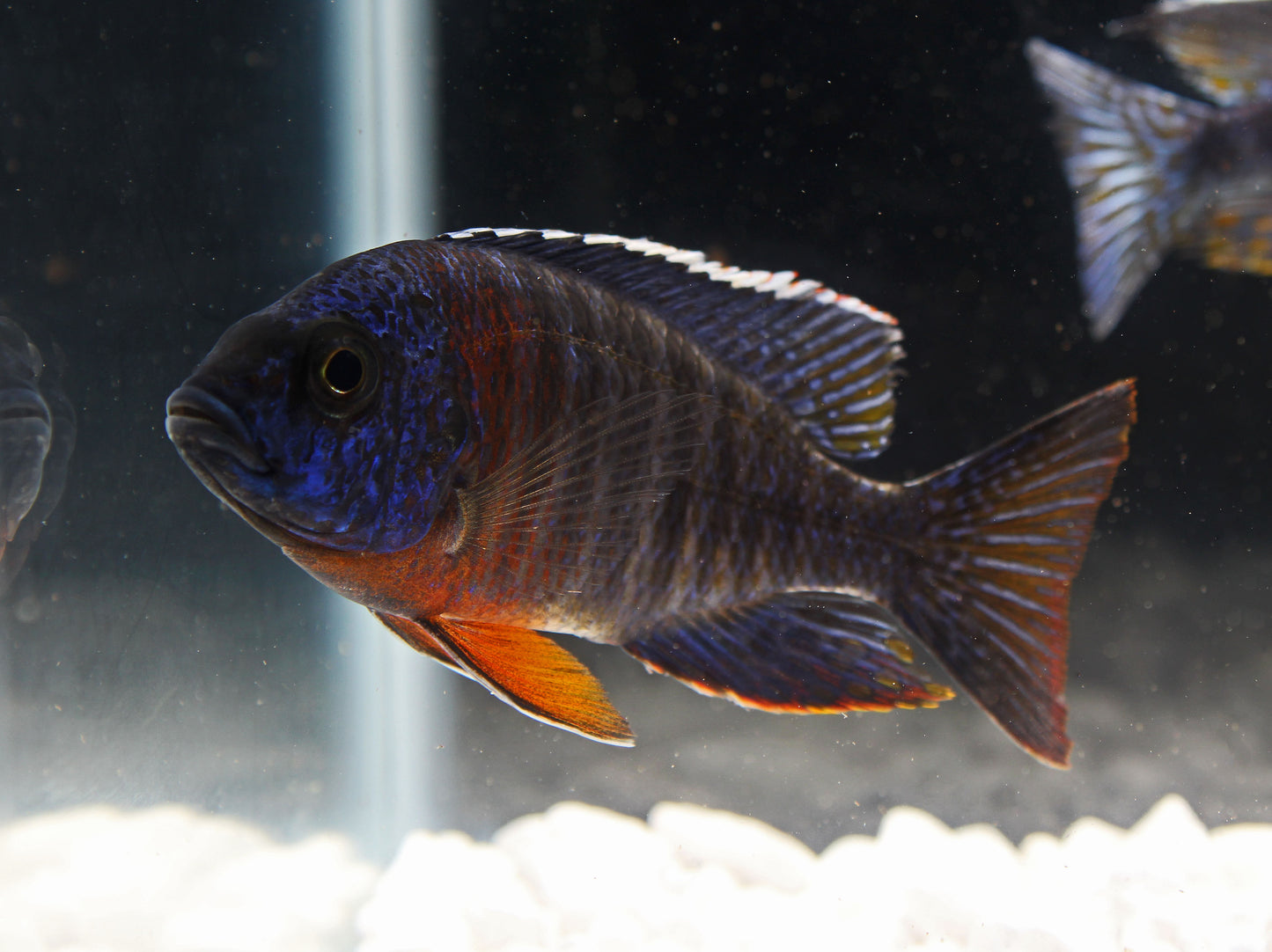 Regal Peacock Cichlid Male Large