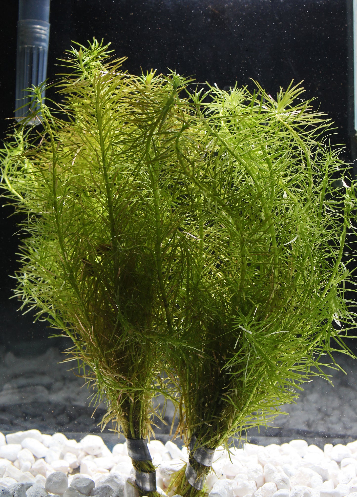 Rotala Nanjenshan Aquatic Plant