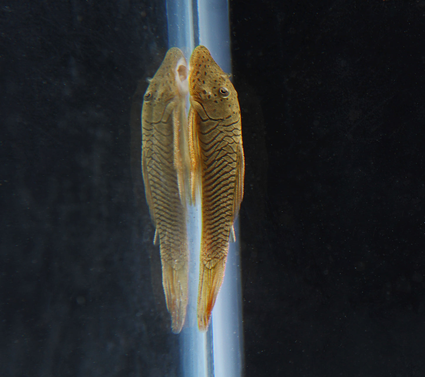 Rubberlip Plecostomus