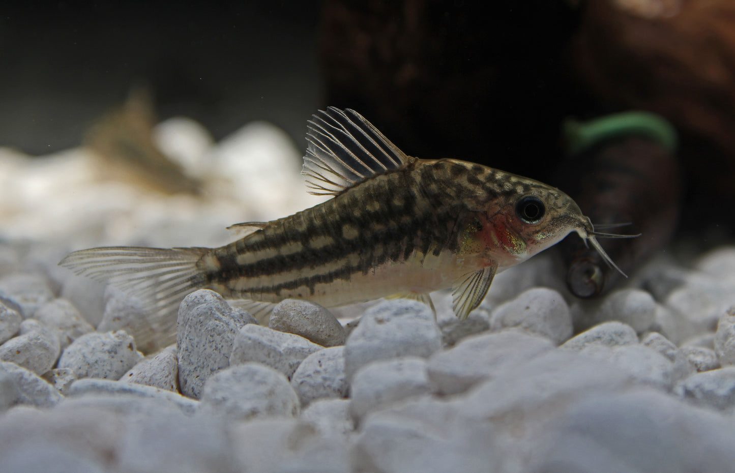 San Juan Corydoras Catfish
