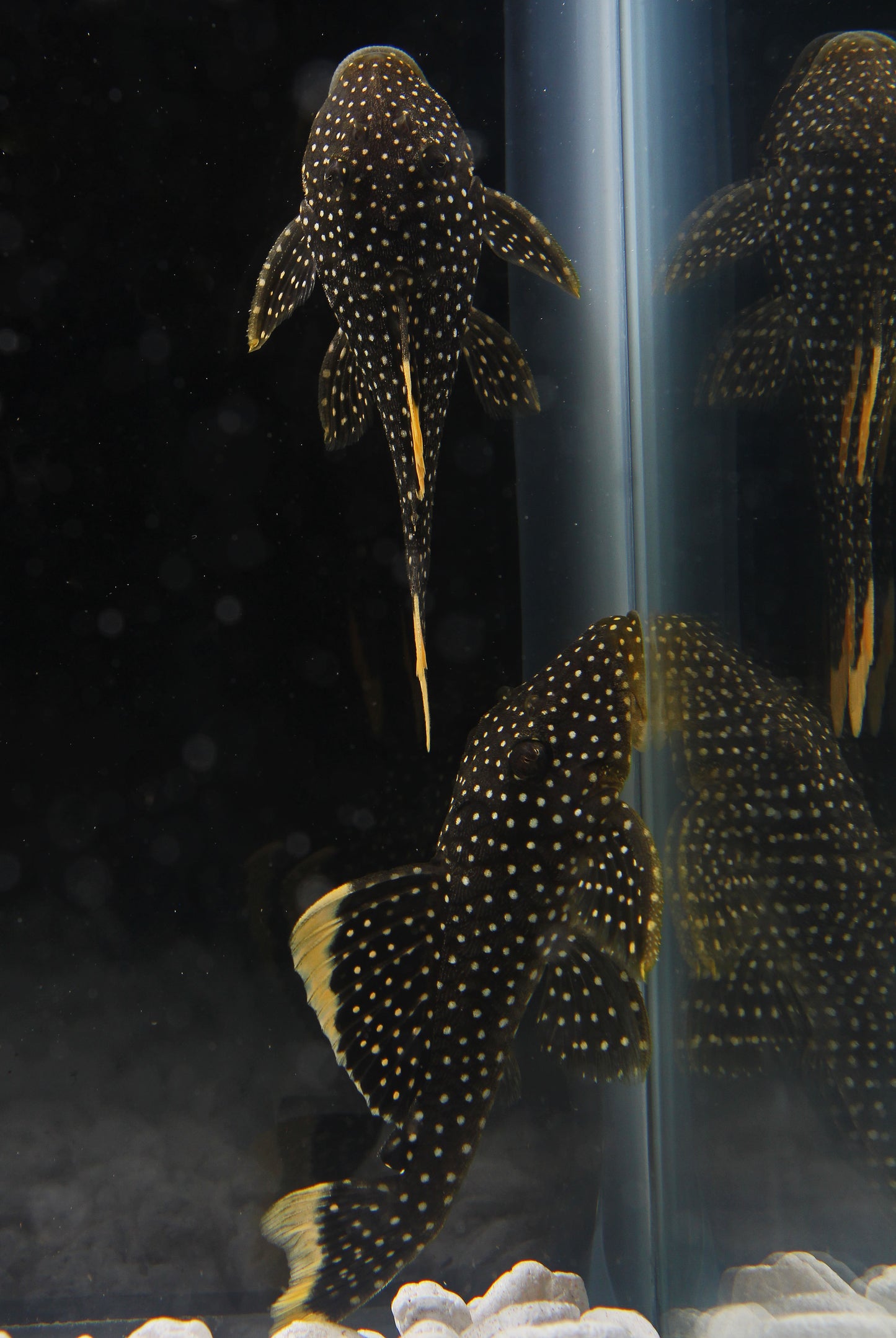 Stardust Gold Nugget Plecostomus