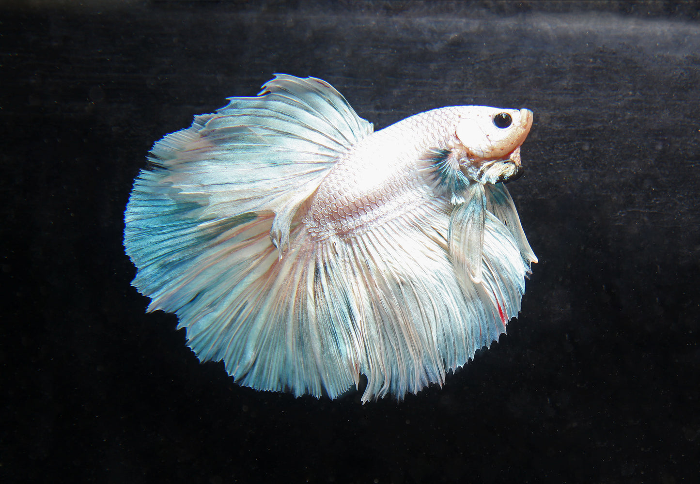 Male Super Delta Betta Fish