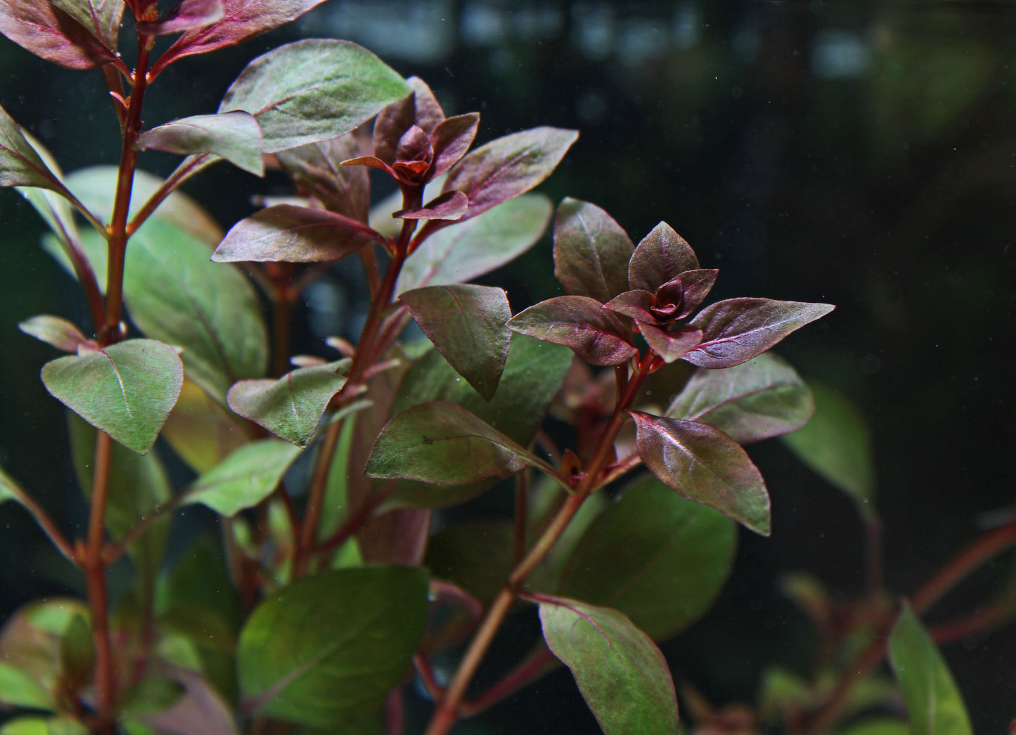 Ludwigia "Super Red" Mini
