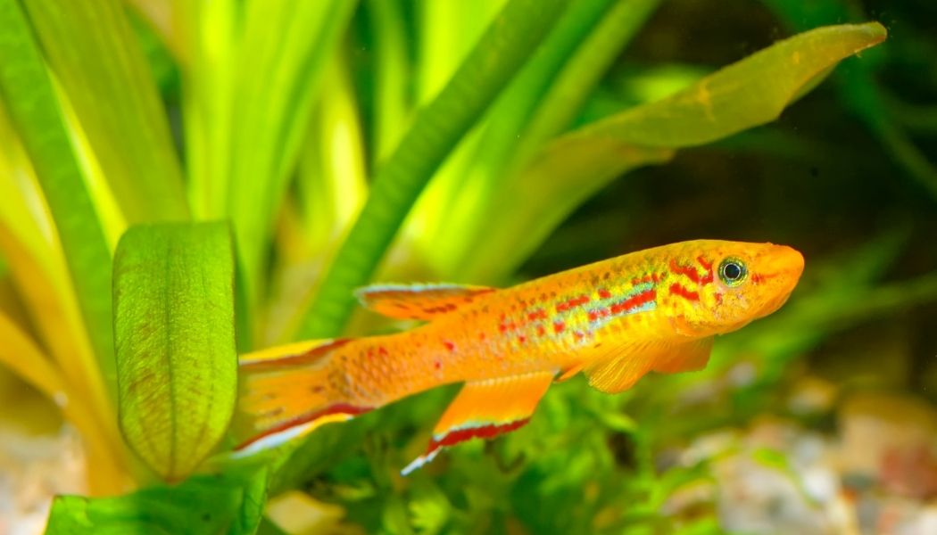 Fundulopanchax gardneri Gold "Gardner's Killifish" PAIR