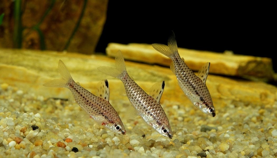 Chilodus Headstander Brazil