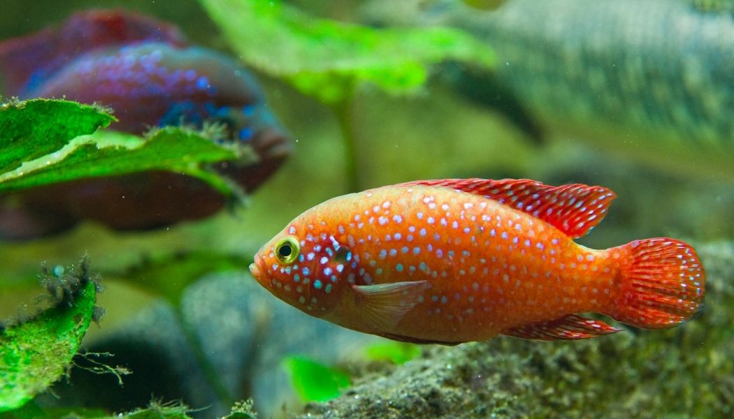 Blood Red Jewel Cichlid