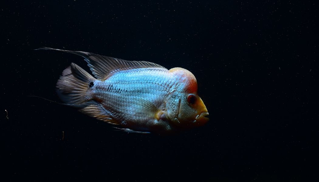 Titanium Flowerhorn Cichlid
