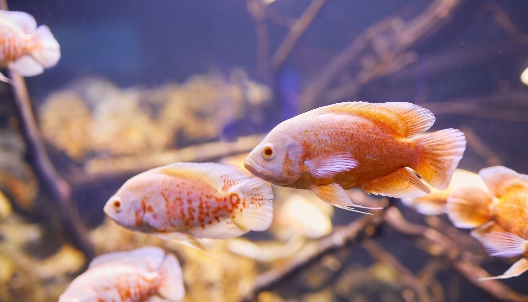 Assorted Albino Oscar Cichlid
