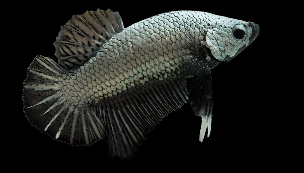 Samurai Plakat Betta Fish Male – Natural Environment Aquatix