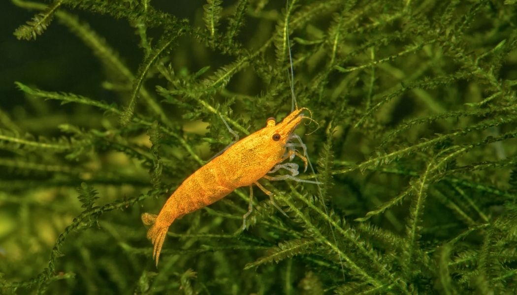 Dwarf Shrimp