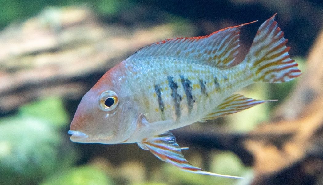 Red Head Tapajo Geophagus Cichlid