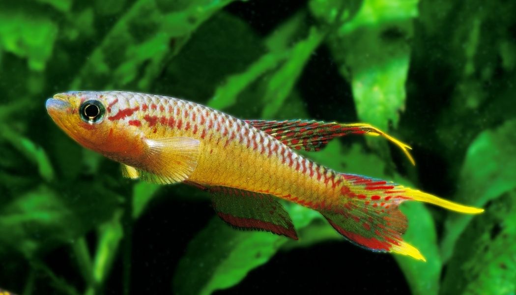 Aphyosemion splendopleure "Splendid Killifish" PAIR