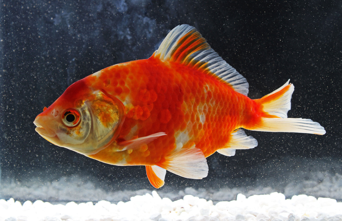 Wakin Goldfish Jumbo