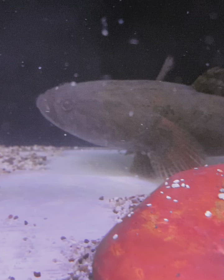 Water Cow Goby Small