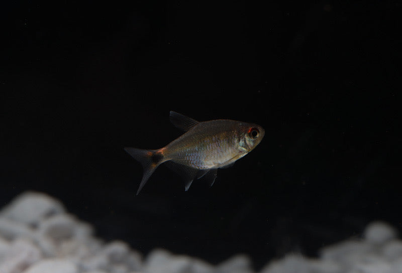 Head and Tail Light Tetra