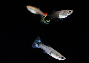 Assorted Female Guppies