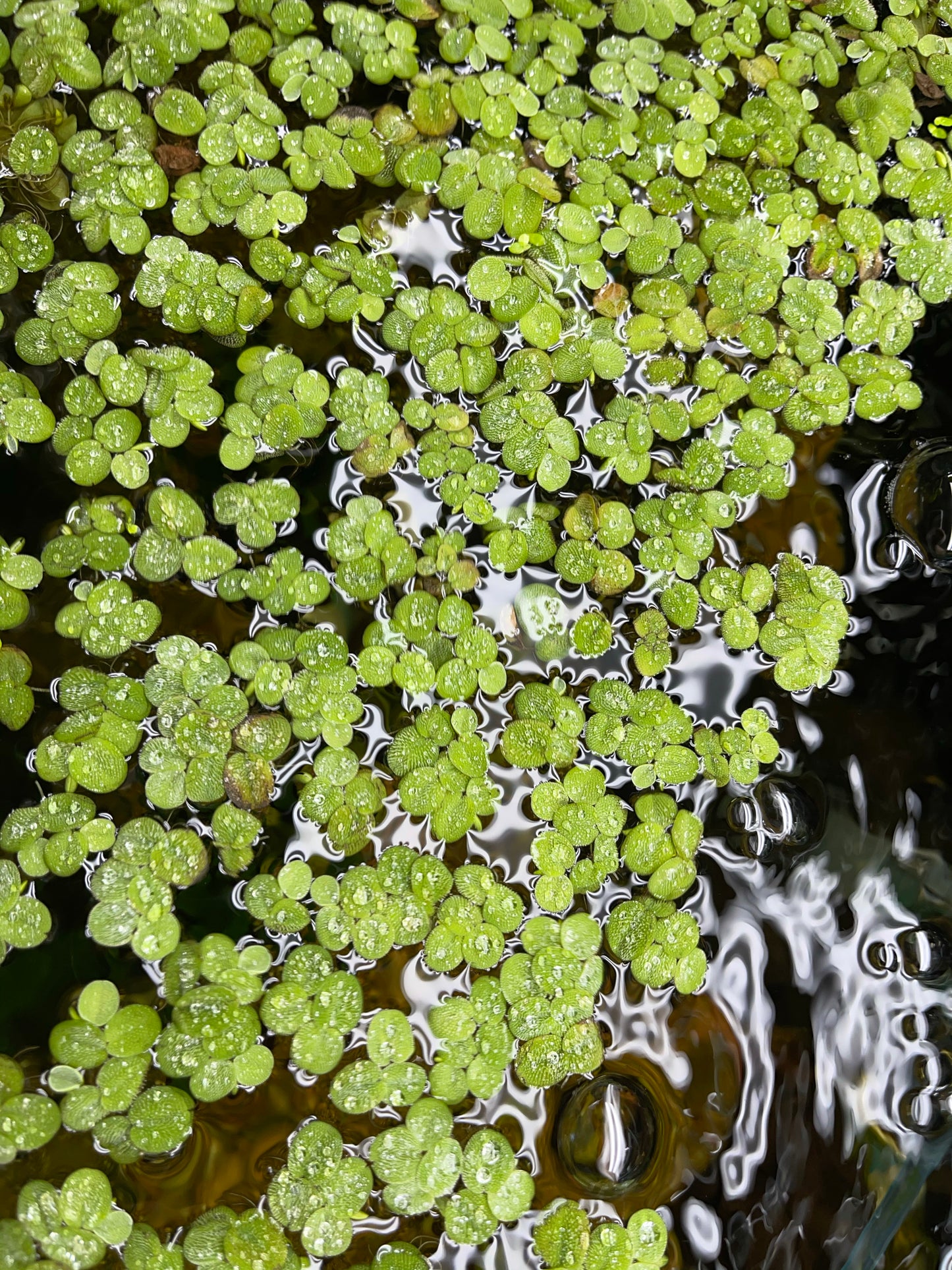 Salvinia