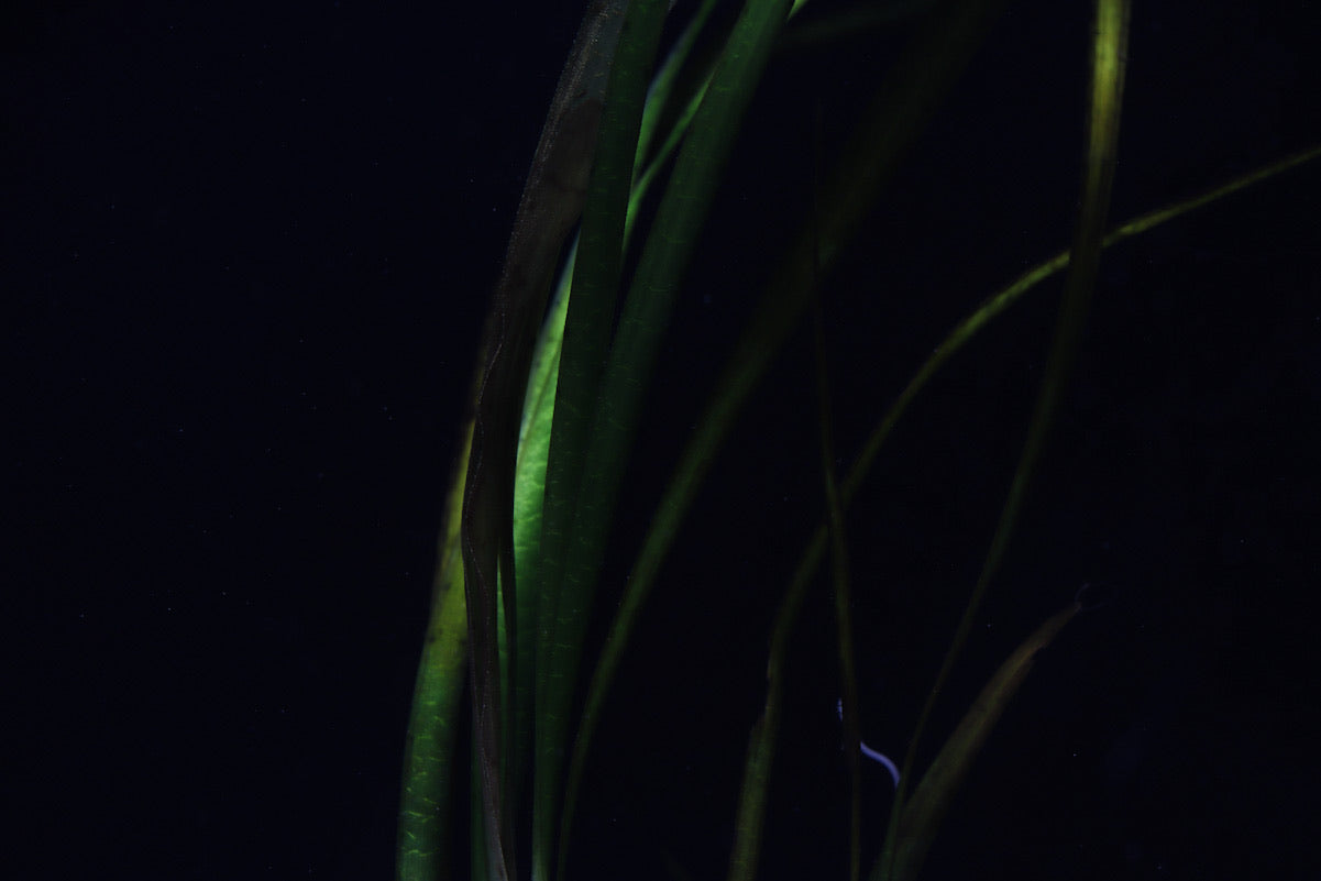 Jungle Vallisneria Aquatic Plant