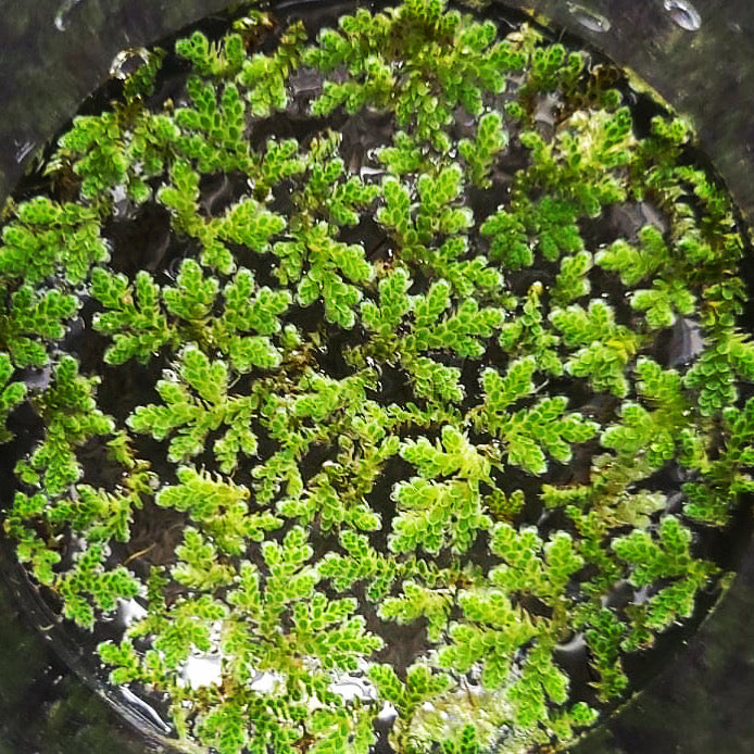 Azolla Floating Aquatic Plant