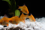 Load image into Gallery viewer, Albino Tiger Barb Small
