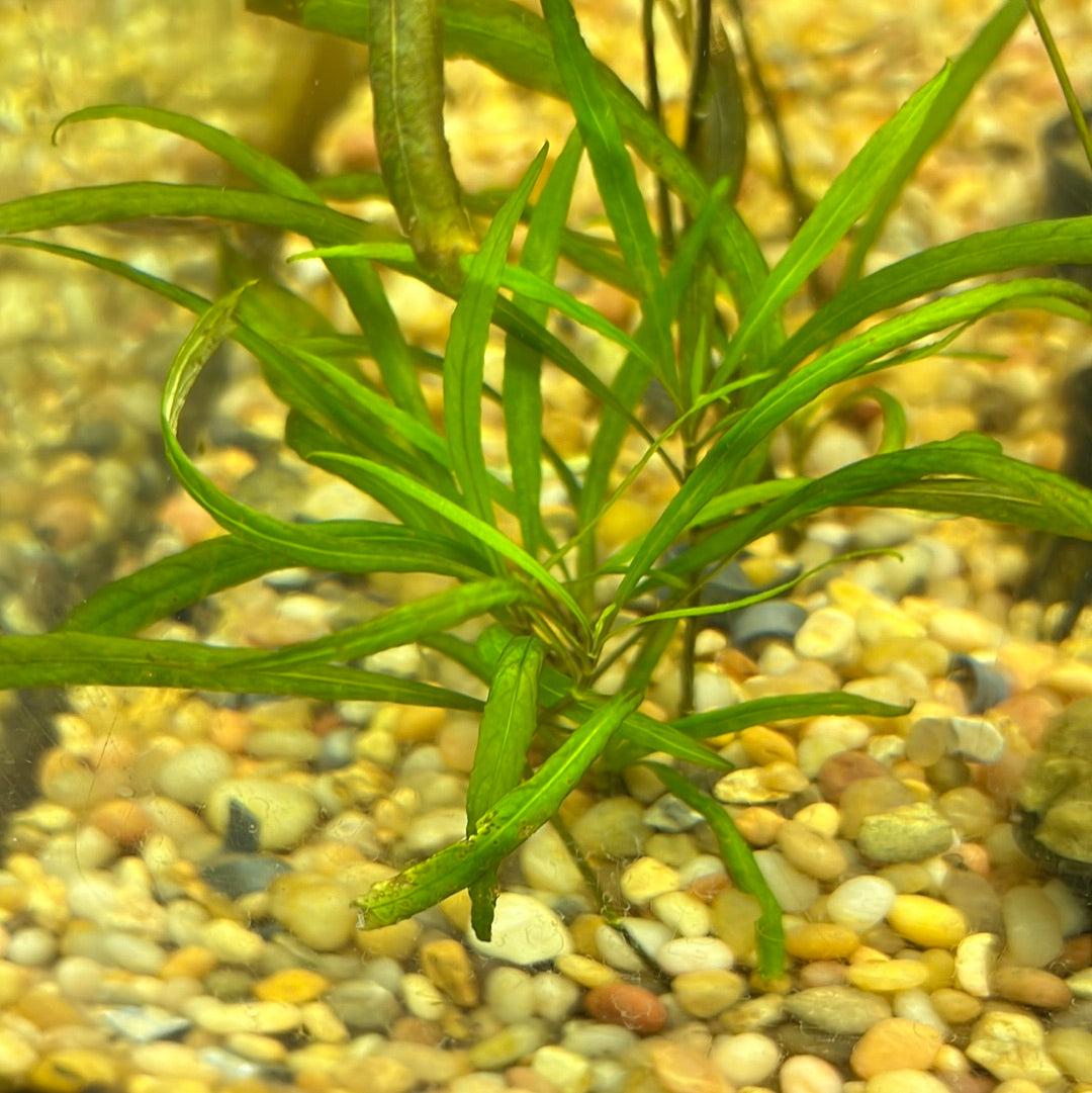 Hygrophila Angustifolia