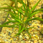 Load image into Gallery viewer, Hygrophila Angustifolia
