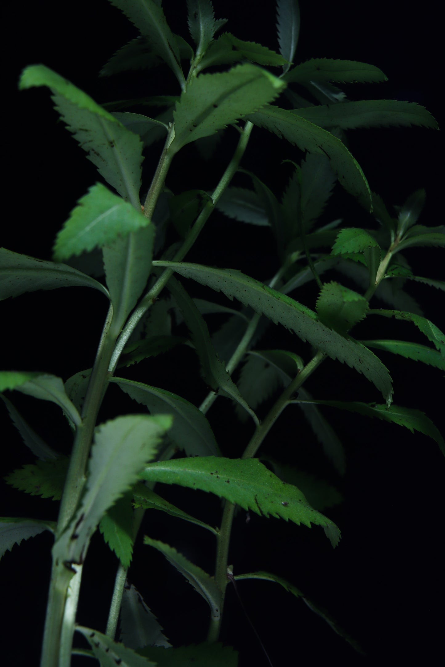 Mermaid Weed Aquatic Plant